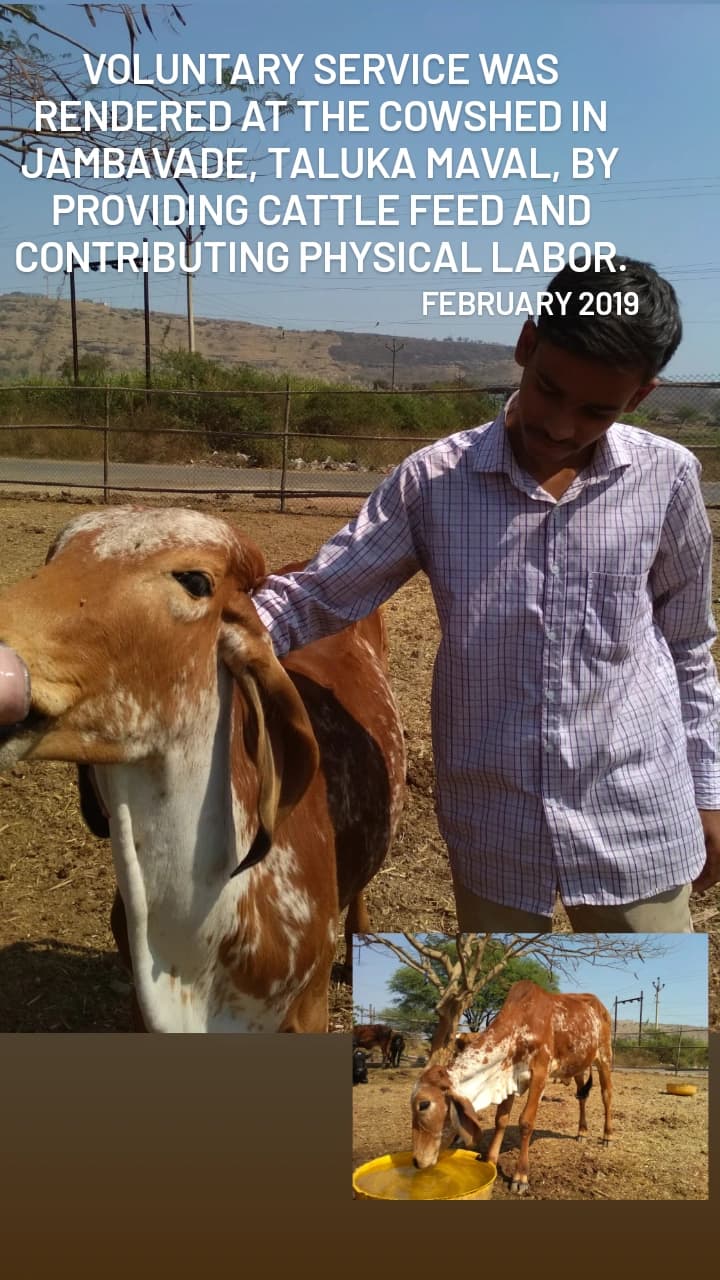 Voluntary service at cowshed in Jambavade — February 2019