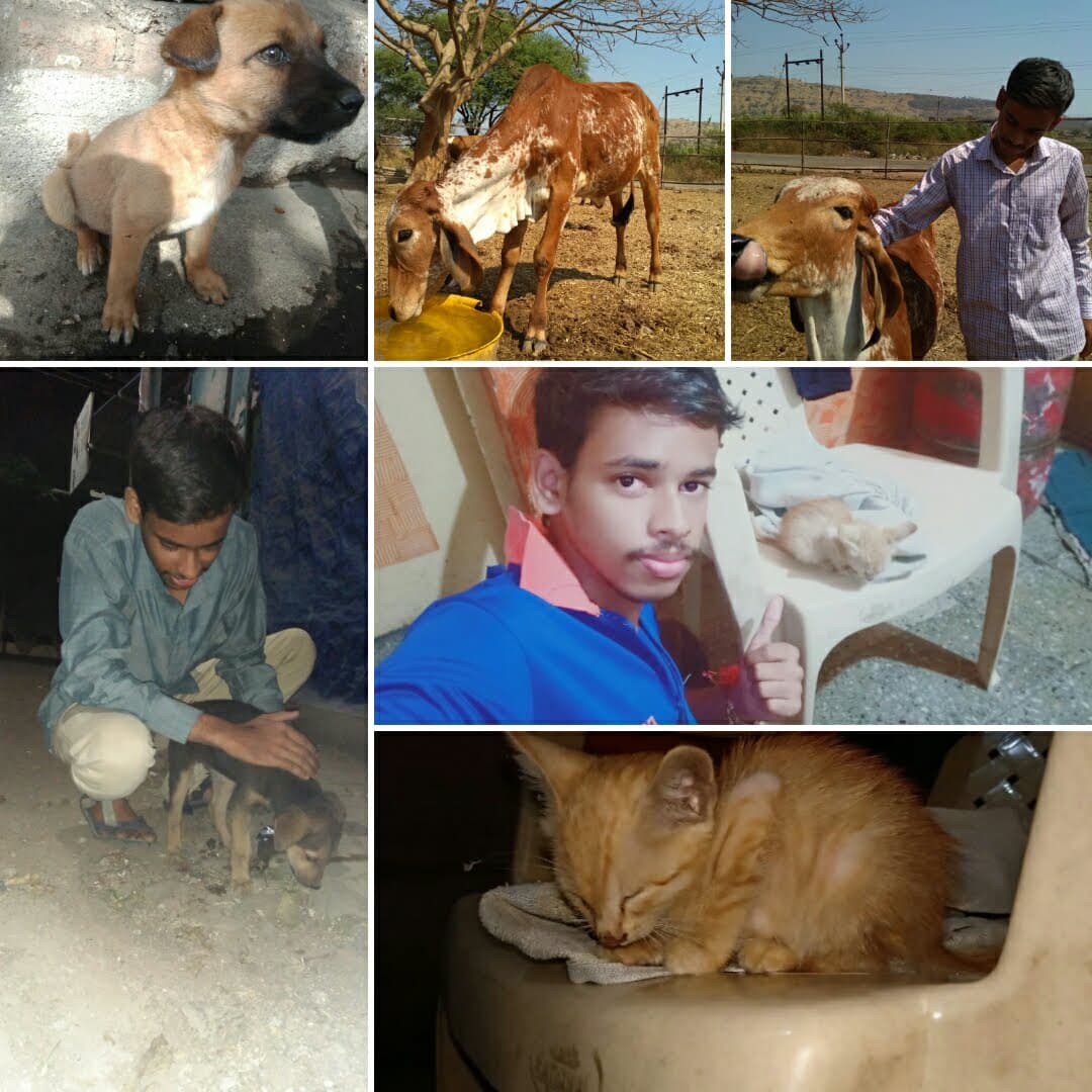 Animal care — rehabilitation of stray dogs and cattle